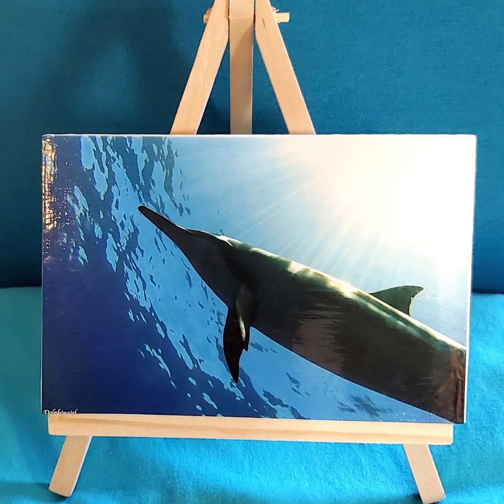 NEW Designer “Island Magic” Wild Dolphin Photo!